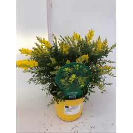 CYTISUS RACEMOSUS GINESTRA