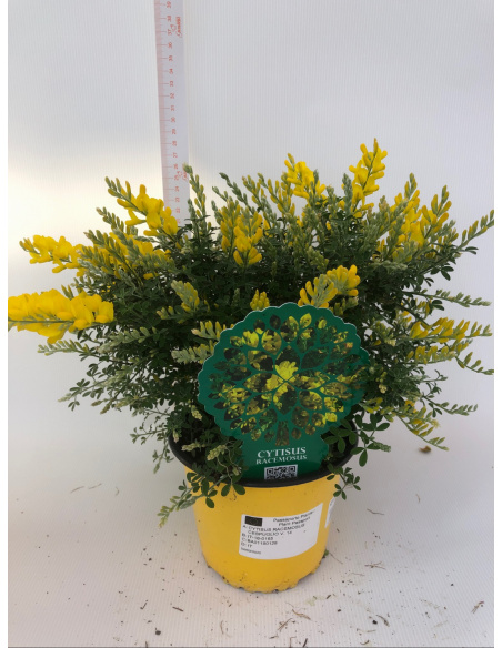 CYTISUS RACEMOSUS GINESTRA