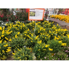 CYTISUS RACEMOSUS GINESTRA 2