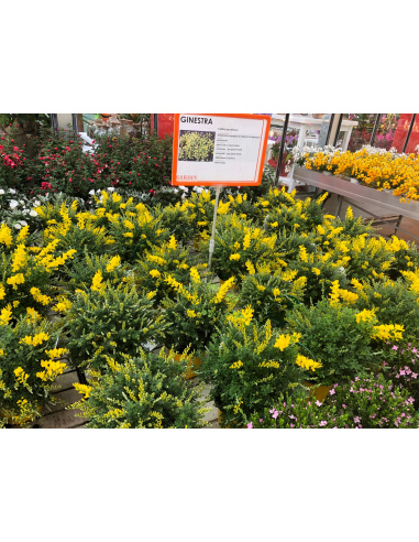 CYTISUS RACEMOSUS GINESTRA