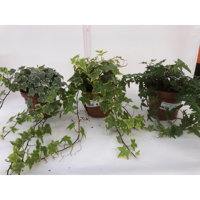 EDERA V.14 - Eshop Bardin Gardencenter