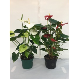 ANTHURIUM V.17 