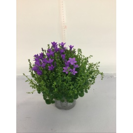 CAMPANULA V.10