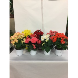 BEGONIA ELATIOR V.14