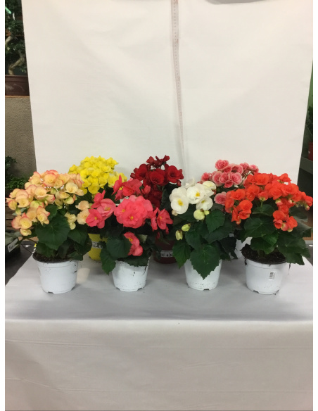 BEGONIA ELATIOR V.14 BEGONIA ELATIOR V.14