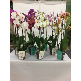 ORCHIDEA PHALAENOPSIS V.12