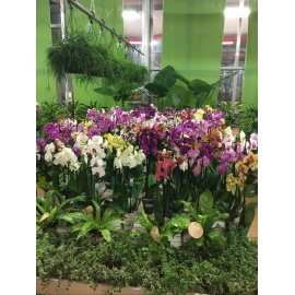 ORCHIDEA PHALAENOPSIS V.12 2