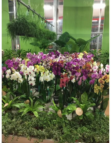 ORCHIDEA PHALAENOPSIS V.12