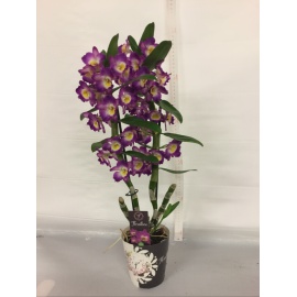 ORCHIDEA DENDROBIUM V.12