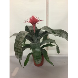 AECHMEA FASCIATA V.14