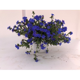 LITHODORA