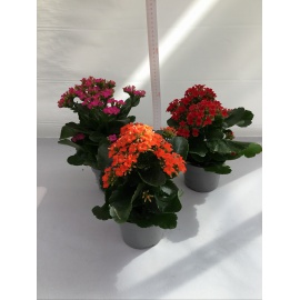 KALANCHOE V.10