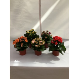 KALANCHOE CALANDIVA V.10