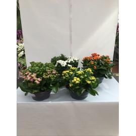 KALANCHOE CIOTOLA V.23