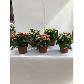 KALANCHOE V.15