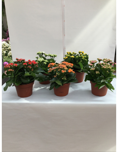 KALANCHOE V.15