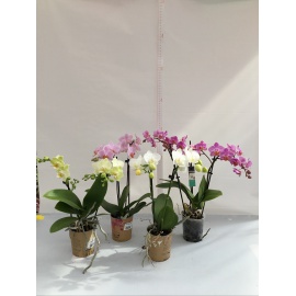 ORCHIDEA PHALAENOPSIS V.9