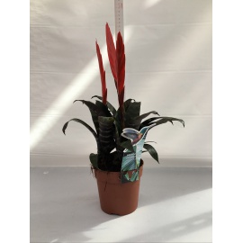 BROMELIA V.12
