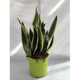 SANSEVERIA V.17
