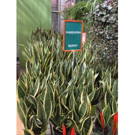 SANSEVERIA V.17 2
