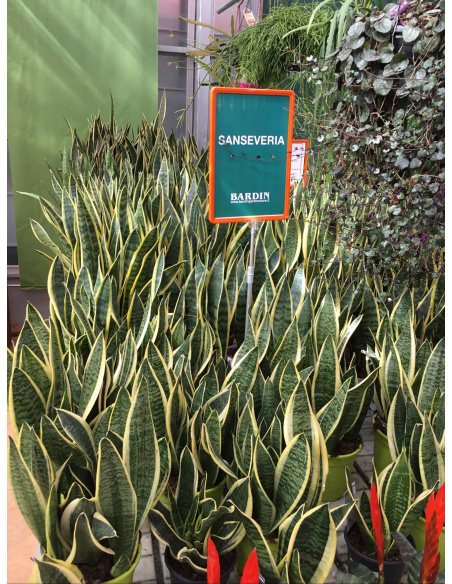 SANSEVERIA V.17