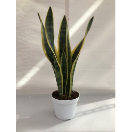 SANSEVERIA V.14 
