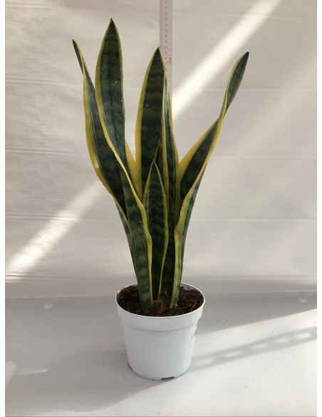 SANSEVERIA V.14 