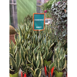SANSEVERIA V.14  2