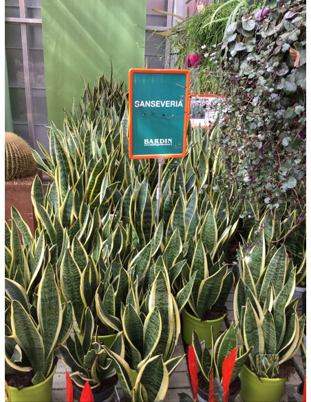 SANSEVERIA V.14 