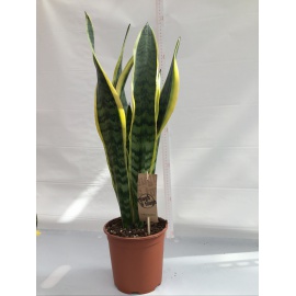 SANSEVERIA LAURENTII V.17