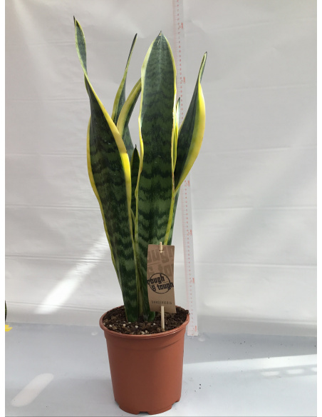 SANSEVERIA LAURENTII V.17