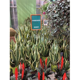 SANSEVERIA LAURENTII V.17 2