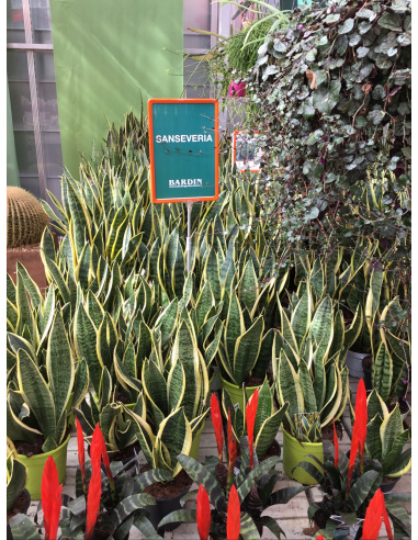 SANSEVERIA LAURENTII V.17