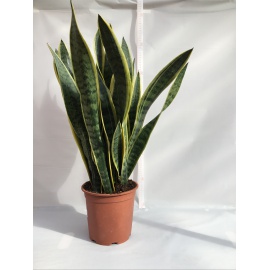 SANSEVERIA LAURENTII V.21