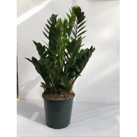 ZAMIOCULCAS ZAMIFOLIA V.21
