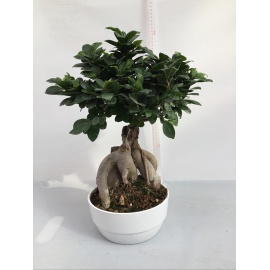 BONSAI FICUS GINSENG CIOTOLA CERAMICA BIANCA