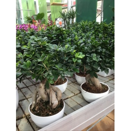 BONSAI FICUS GINSENG CIOTOLA CERAMICA BIANCA 2