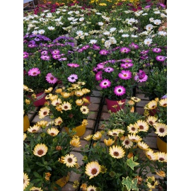 OSTEOSPERMUM DIMORFOTECA