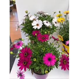 OSTEOSPERMUM DIMORFOTECA 2
