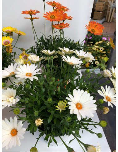 OSTEOSPERMUM DIMORFOTECA