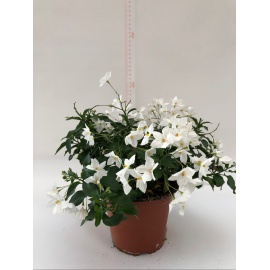 SOLANUM JASMINOIDES