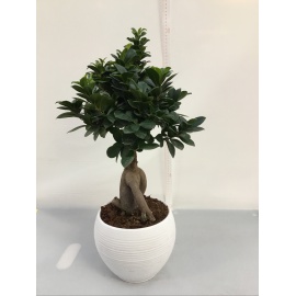 BONSAI FICUS GINSENG VASO CERAMICA BIANCO 