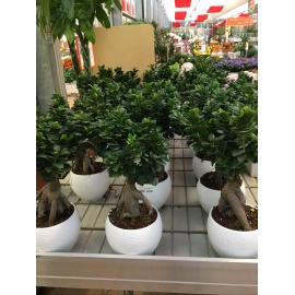 BONSAI FICUS GINSENG VASO CERAMICA BIANCO  2