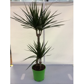 DRACENA MARGINATA V.17