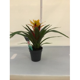 BROMELIA V.13