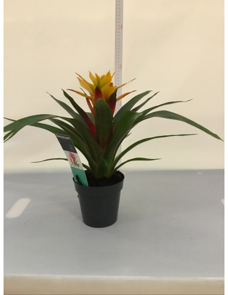 BROMELIA V.13
