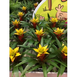 BROMELIA V.13 2