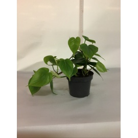 PHILODENDRON SCANDENS V,12