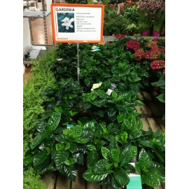 GARDENIA V.14 2