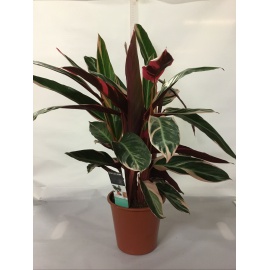 CALATHEA TRIOSTAR V.19